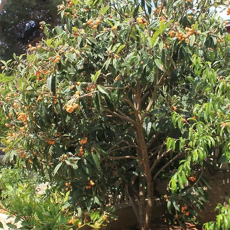 Apartments With Parking Space Artatore, Losinj - 8007 * Cunski